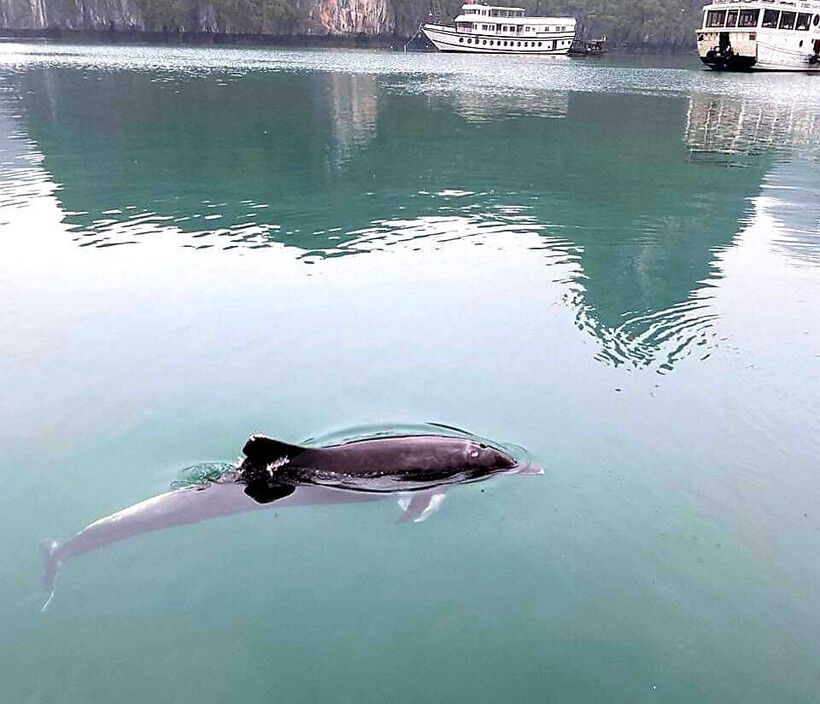 Rare Indo-Pacific humpback dolphin sightings